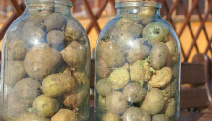 Planificăm cartofii într-un mod nou - secretele unui grădinar experimentat, legume