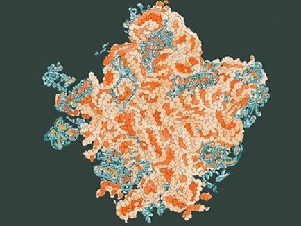Cum începe sinteza proteinelor, știință și viață?