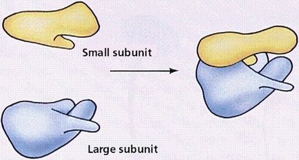 Cum începe sinteza proteinelor, știință și viață?