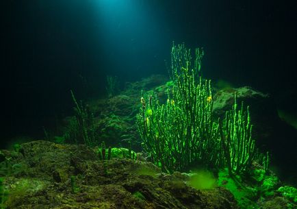 Lövés záridővel, nikonpro fotósok Nikon