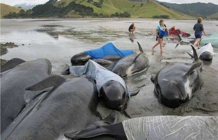 Сім версій загибелі китів - загадки планети земля - ​​новини