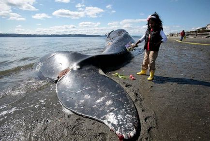 Сім версій загибелі китів - загадки планети земля - ​​новини