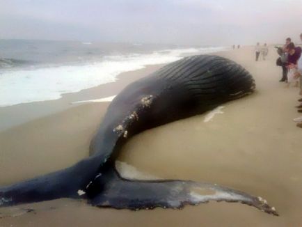 Șapte versiuni ale morții de balenă - Gadgeturile Pământului - Știri