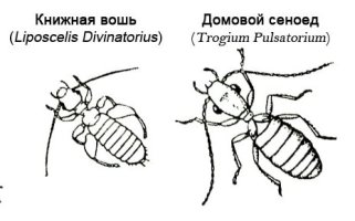 Psocoptera a lakásban, hogy megszabaduljon a bogarak