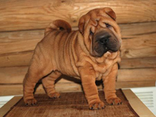 Sharpei - totul despre rasa, istoria rasei, tratamentul, nutritia, pisicile shar pei