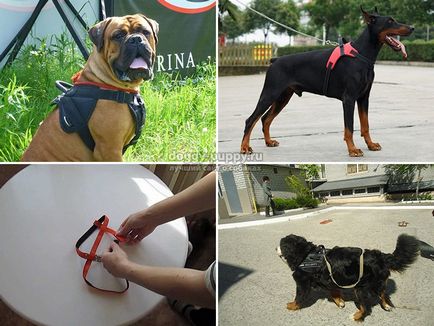 Harness pentru câini cu mâinile lor