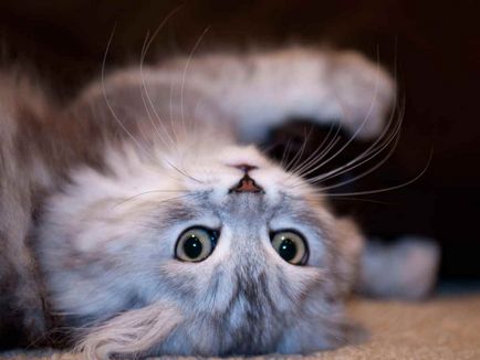 Scottish Fold Kittens Care și Nutriție