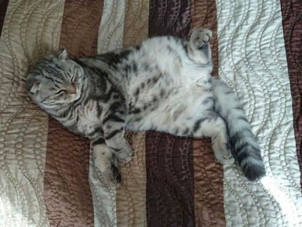 Scottish Fold Kittens Care și Nutriție