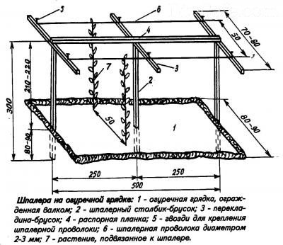 Шпалера для витких рослин своїми руками (для винограду і огірків)