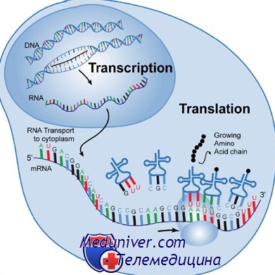 Синтез інформаційної РНК (іРНК) будову генів, транскрипція