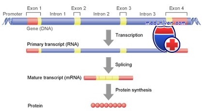 Синтез інформаційної РНК (іРНК) будову генів, транскрипція