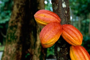 Cacao boabe de cacao din pădurea tropicală