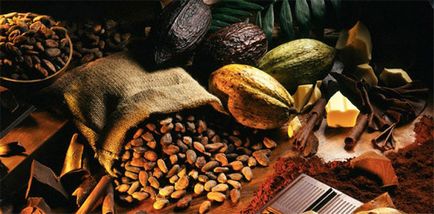 Cacao boabe de cacao din pădurea tropicală