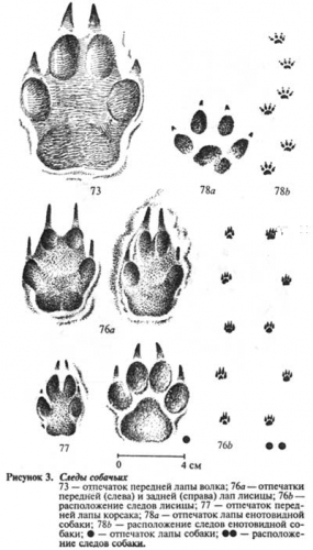 Wolf Trail, portal rusesc de vânătoare