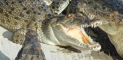 Сняться крокодили сонник дасть відповідь