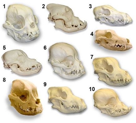 Câini-brachycephaly, pe scurt despre principal