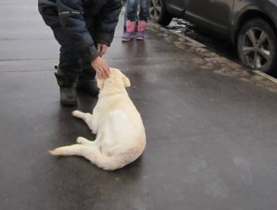 Câini și pisici în mâini bune