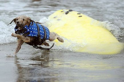 Câini de surf, e interesant, web-urile mele
