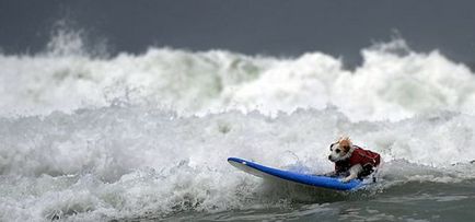 Câini de surf, e interesant, web-urile mele