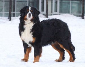 Conținutul personajului Bernese Shepherd, sfaturi pentru îngrijirea cățelului, fotografie