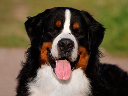 Conținutul personajului Bernese Shepherd, sfaturi pentru îngrijirea cățelului, fotografie