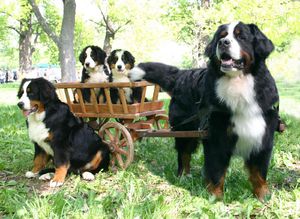 Conținutul personajului Bernese Shepherd, sfaturi pentru îngrijirea cățelului, fotografie