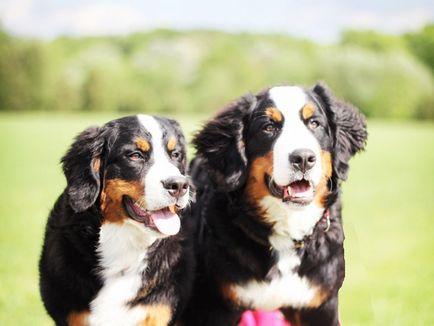 Conținutul personajului Bernese Shepherd, sfaturi pentru îngrijirea cățelului, fotografie