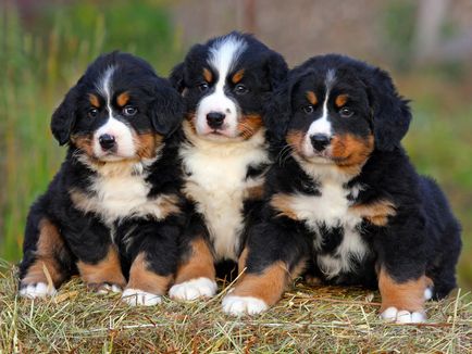 Conținutul personajului Bernese Shepherd, sfaturi pentru îngrijirea cățelului, fotografie