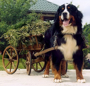 Conținutul personajului Bernese Shepherd, sfaturi pentru îngrijirea cățelului, fotografie