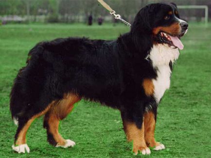 Conținutul personajului Bernese Shepherd, sfaturi pentru îngrijirea cățelului, fotografie