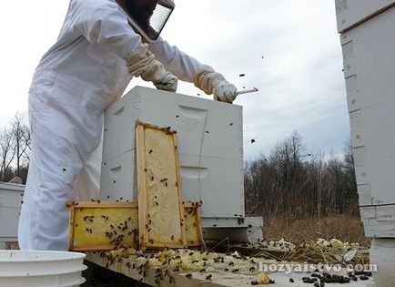 Conținutul albinelor în stupi cu mai multe corpuri