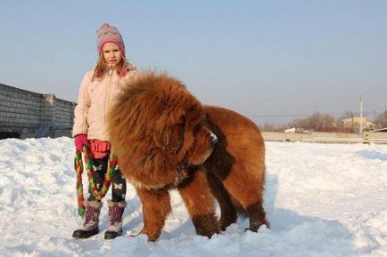 Conținutul mastiffului tibetan