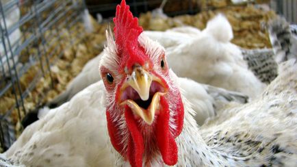 Tartalom csirkék és tyúkok különböző fajtájú kurosayt - hígítás