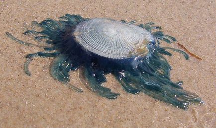 Сонцезахисний крем захистить від укусів медуз