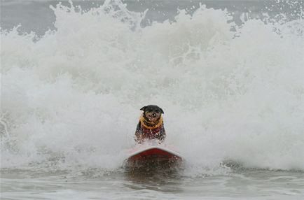 Змагання з серфінгу серед собак 2010