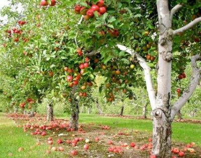 Сорти яблуні для Підмосков'я зимові та літні, які низькорослі краще для московської області
