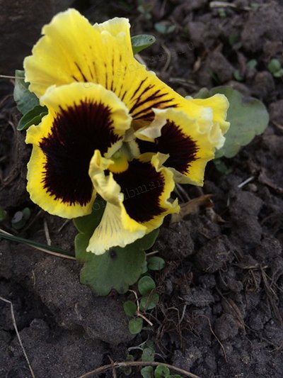 Consiliile pentru cultivarea violurilor (pansies) din sibmens - grădina de flori de vile