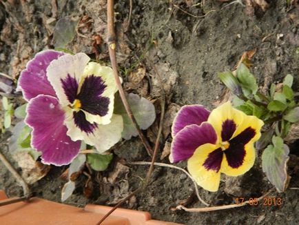 Consiliile pentru cultivarea violurilor (pansies) din sibmens - grădina de flori de vile