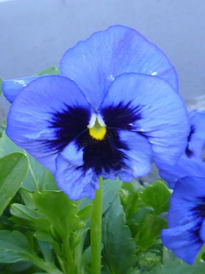 Поради з вирощування віола (братків) від сібмам - дачний квітник