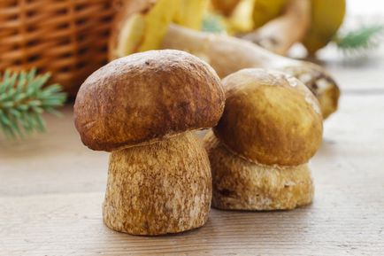 Способи сушіння грибів в домашніх умовах