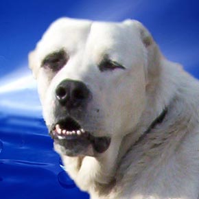 Câine ciobănesc din Asia Centrală - asiatici albi din regiunea Baikal - un site despre povestiri de tip sao-tips