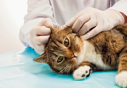 Середній отит у кішок причини і методи лікування