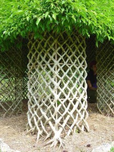 Articole arboscultura - o sculptură de copaci vii