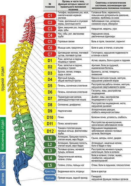 Structura vertebrelor și articulațiile lor, coloana vertebrală ca un întreg