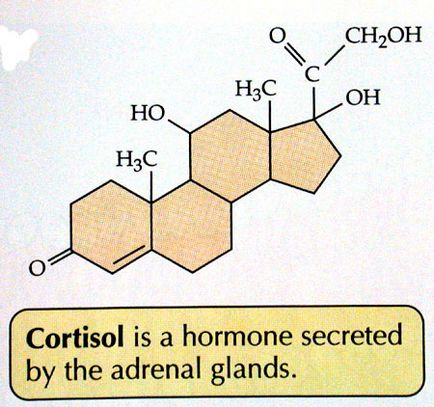 Добові ритми гормону росту, тестостерону і кортизолу - ironzen
