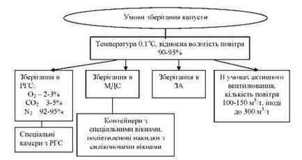 Tehnologia de depozitare a produselor vegetale, baze biologice de depozitare, depozitarea cartofilor, depozitare