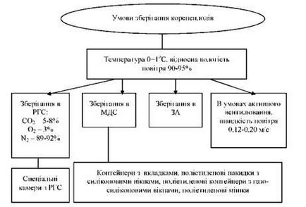 Tehnologia de depozitare a produselor vegetale, baze biologice de depozitare, depozitarea cartofilor, depozitare