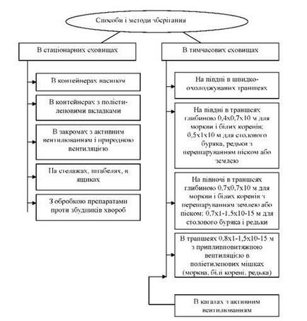 Tehnologia de depozitare a produselor vegetale, baze biologice de depozitare, depozitarea cartofilor, depozitare