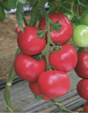 Tomato-impregnarea roz f1 - o rosie foarte maturizata, originara din Japonia