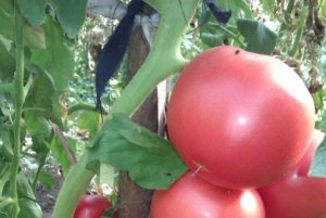Томат - пинк імпрешн f1 - дуже скоростиглий томат, родом з Японії